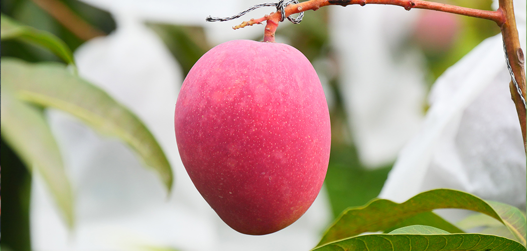 マンゴーの栄養価